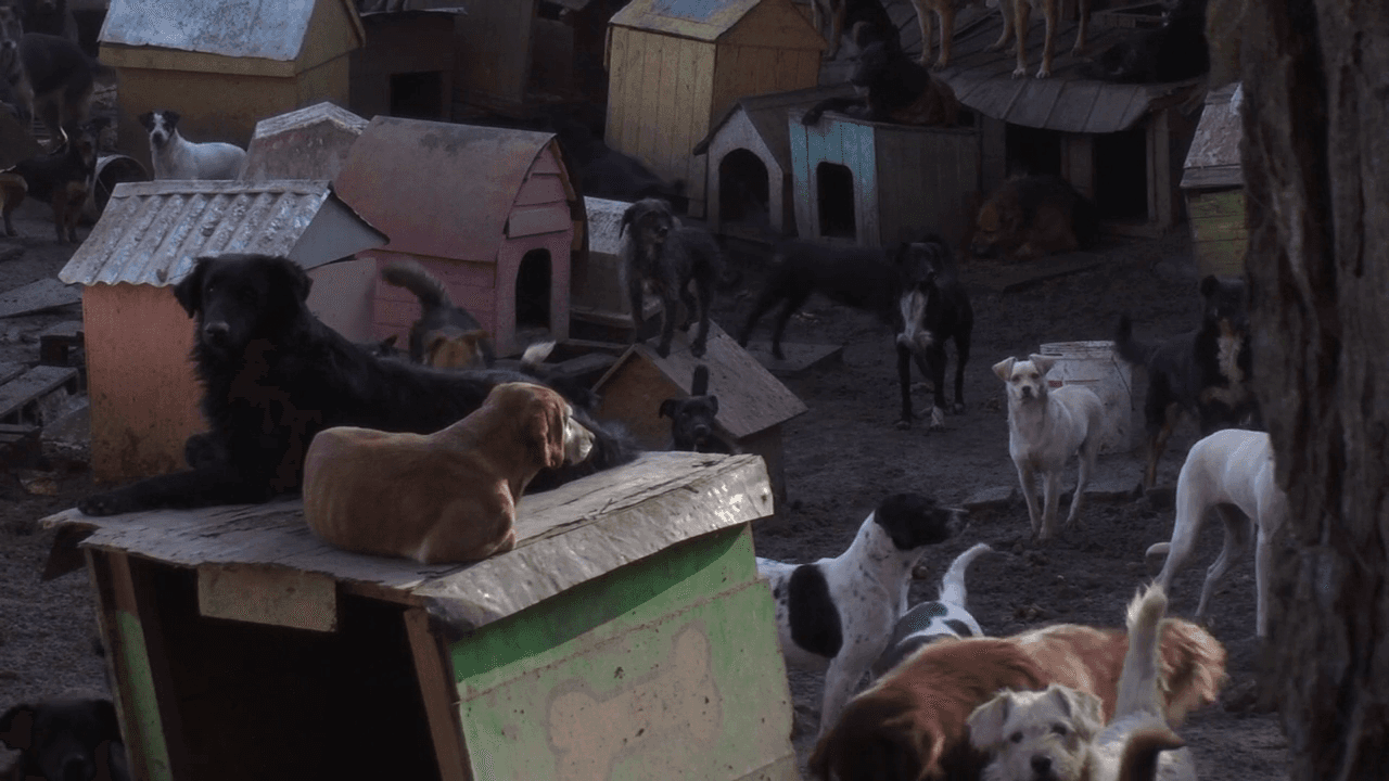 Barrio de perros